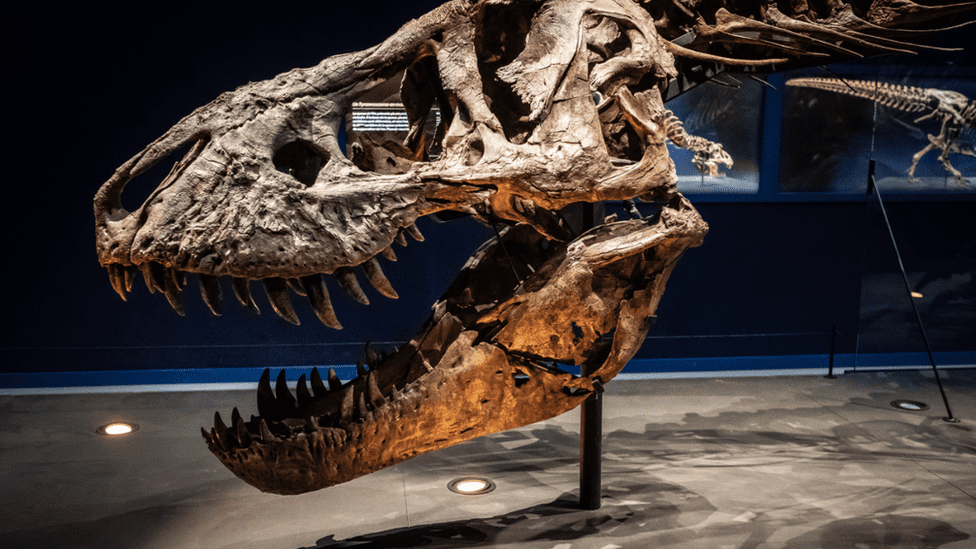 Los 6 Países con Más Descubrimientos de Fósiles de Dinosaurios: Especies, Números y sus Museos Destino