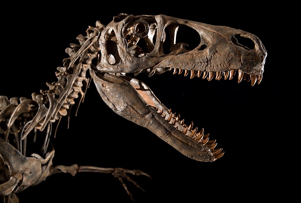 Utahraptor: El Depredador Gigante que Jurassic Park Olvidó Mostrar