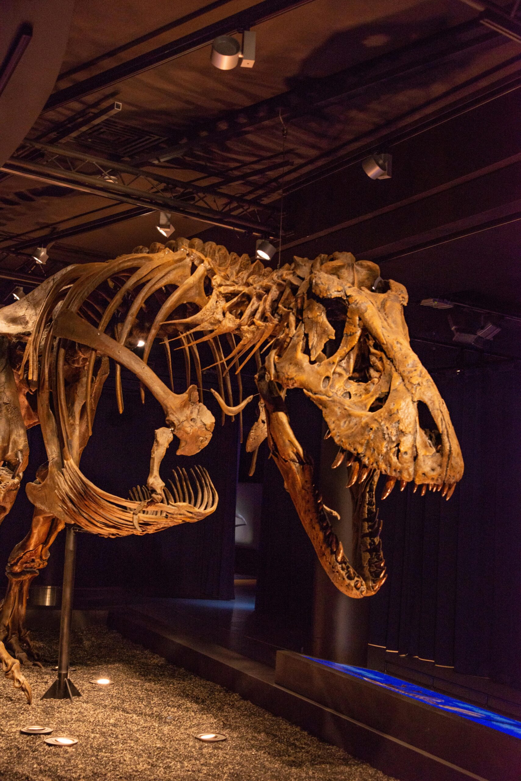 Tyrannosaurus rex: El Rey de los Dinosaurios
