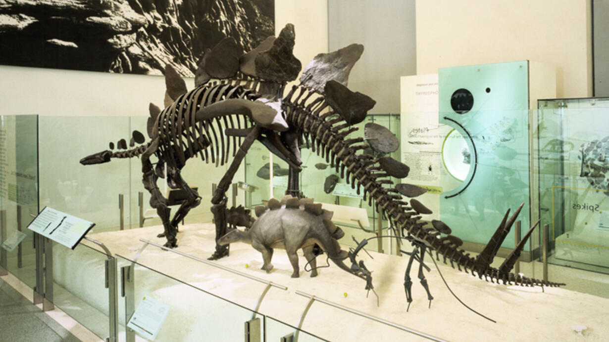 Stegosaurus: El Dinosaurio Armado con un Cerebro del Tamaño de una Nuez
