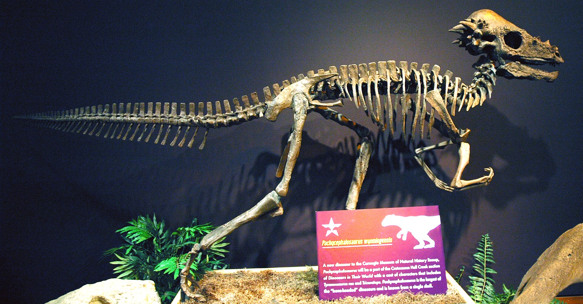 Pachycephalosaurus wyomingensis Gilmore, 1931 dinosaur (reconstruction) from the Cretaceous of western USA (public display, Carnegie Museum of Natural History, Pittsburgh, Pennsylvania, USA).… James St. John - Pachycephalosaurus wyomingensis dinosaur (Upper Cretaceous; Montana, USA) 1